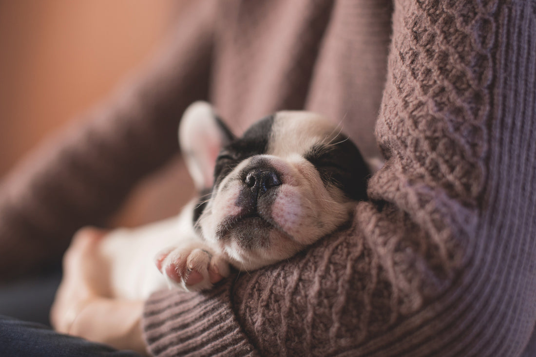 The Benefits of Pet Adoption: A Guide to Finding Your Forever Friend