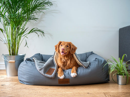 How to Create a Safe and Comfortable Home for Your Pet: A Guide for Pet Owners