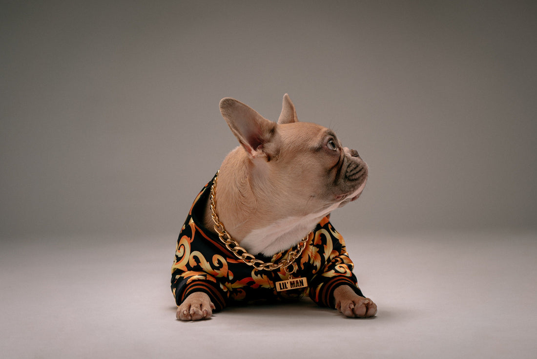 The Latest Trends in Pet Fashion and Accessories: A Guide to Pampering Your Furry Friend