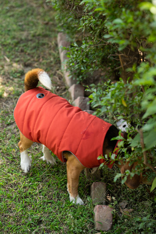 Petsnugs Rust Jacket for Dogs