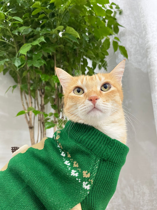 Teddy Bear Sweater for Cats