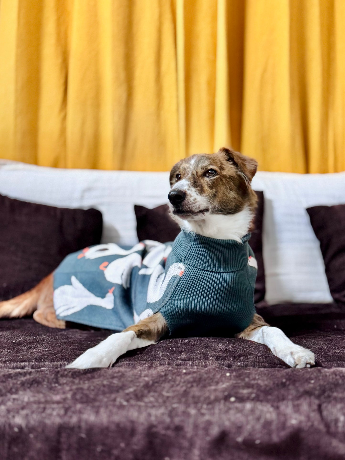 Quack Cozy Knit Sweater for Dogs