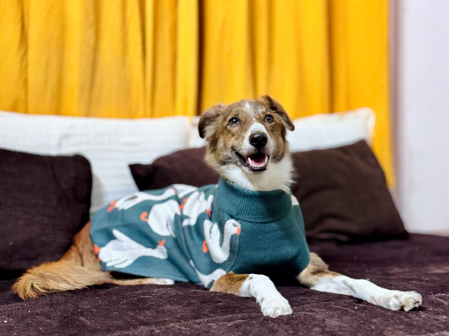 Quack Cozy Knit Sweater for Dogs