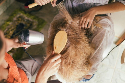 A Day in the Life of a Dog Groomer