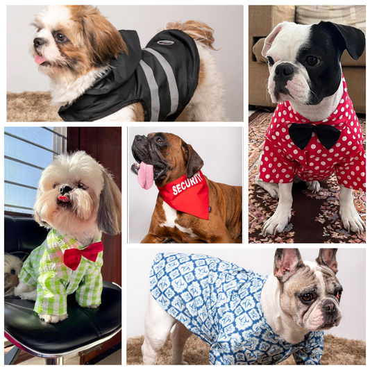 Pet Clothing for Special Occasions: Ideas and Suggestions for Holidays, Birthdays, and Weddings