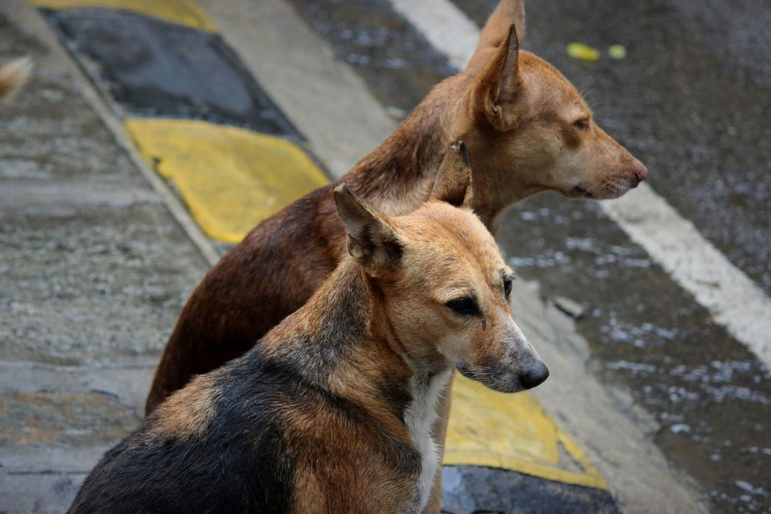 The Invisible Wounds of Street Dogs