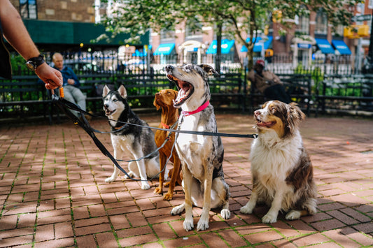 Train your dogs to make them more friendly