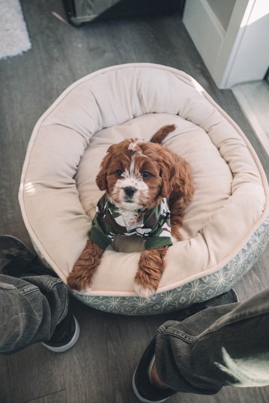 Why Groom your Furry Friend ?