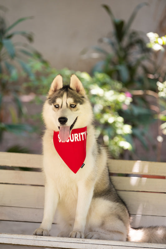 Security Bandana for Dogs