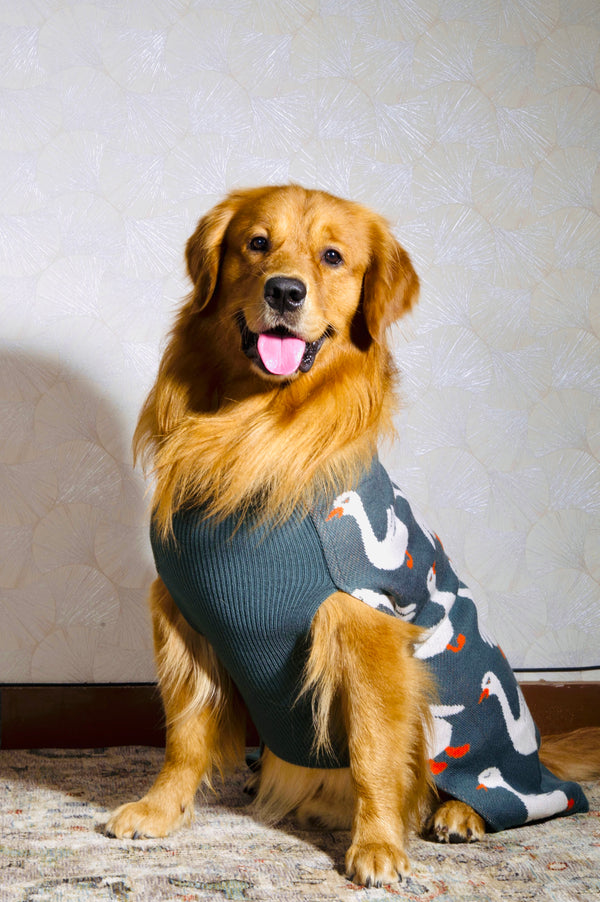 Quack Cozy Knit Sweater for Dogs
