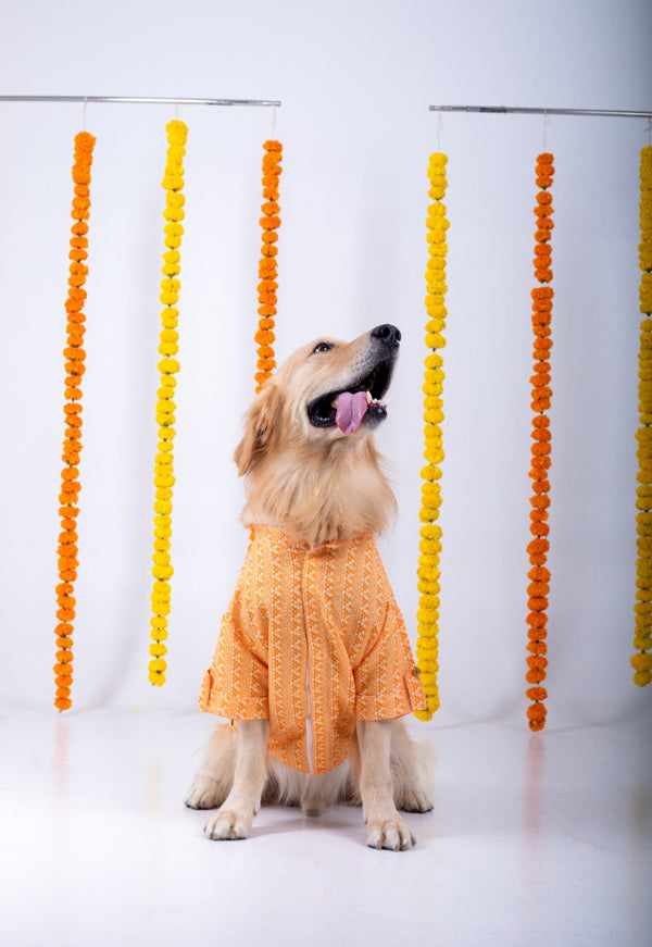 Orange Ethnic Dog Kurta Jacket