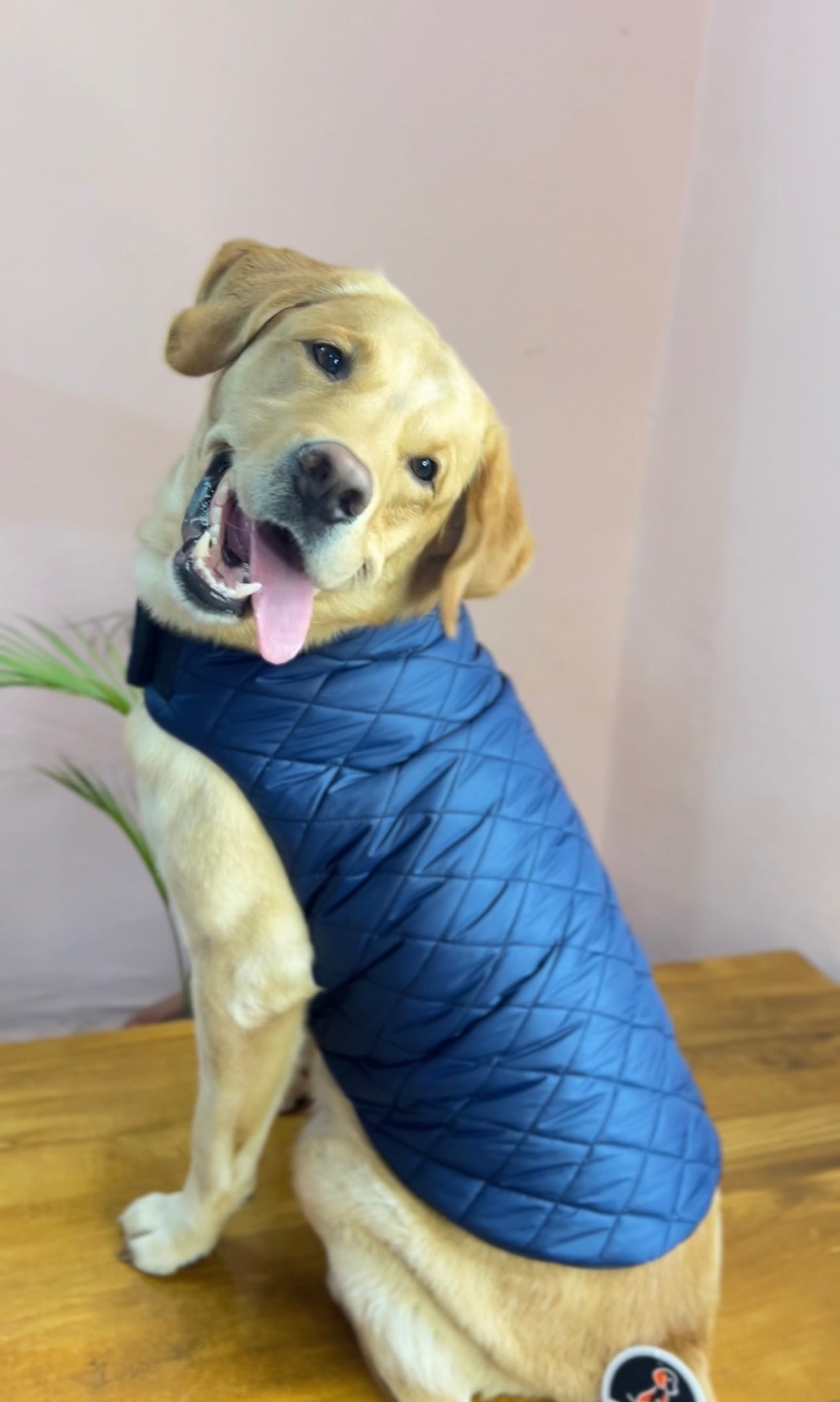 Petsnugs Navy Blue Puffer Quilted Jacket