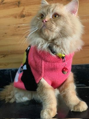 Bones And Paws Sweater for Cats